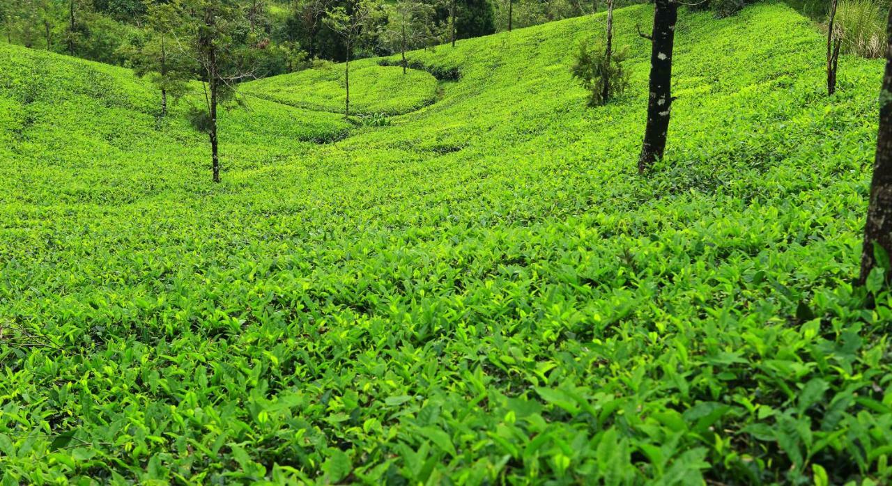 Misty Mountain Experience By Perfect Stays Pīrmed エクステリア 写真